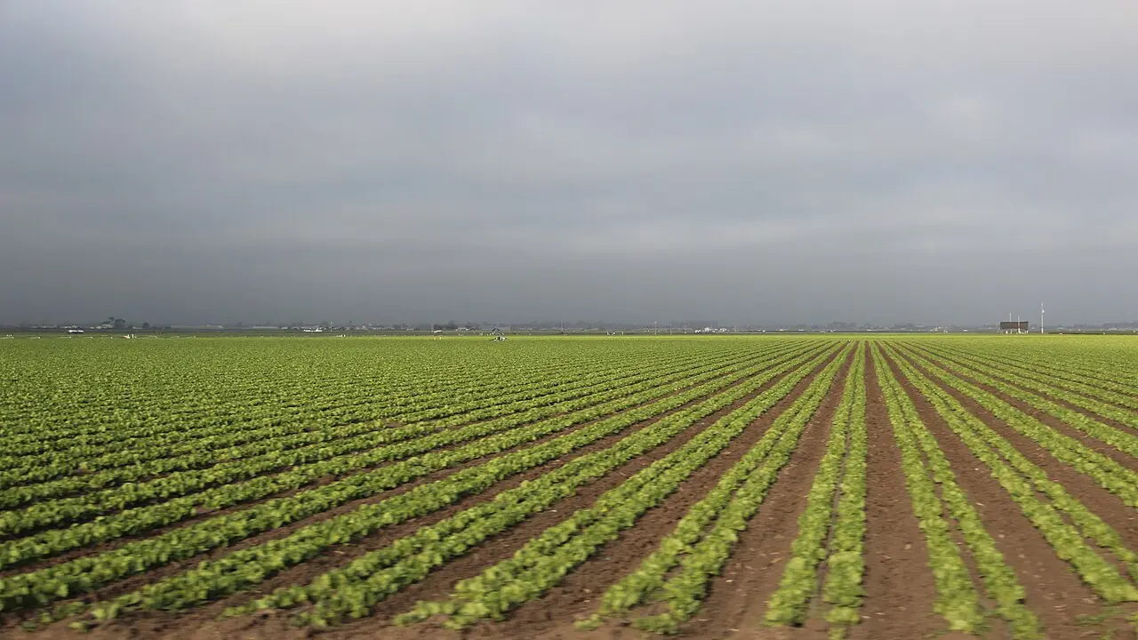 Crops in the Salinas Valley